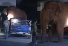 Wild elephant enters temple during funeral | Thaiger