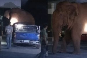 Wild elephant enters temple during funeral | Thaiger