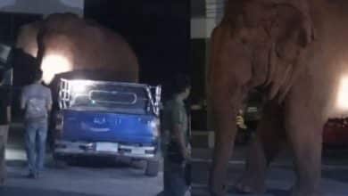 Wild elephant enters temple during funeral | Thaiger