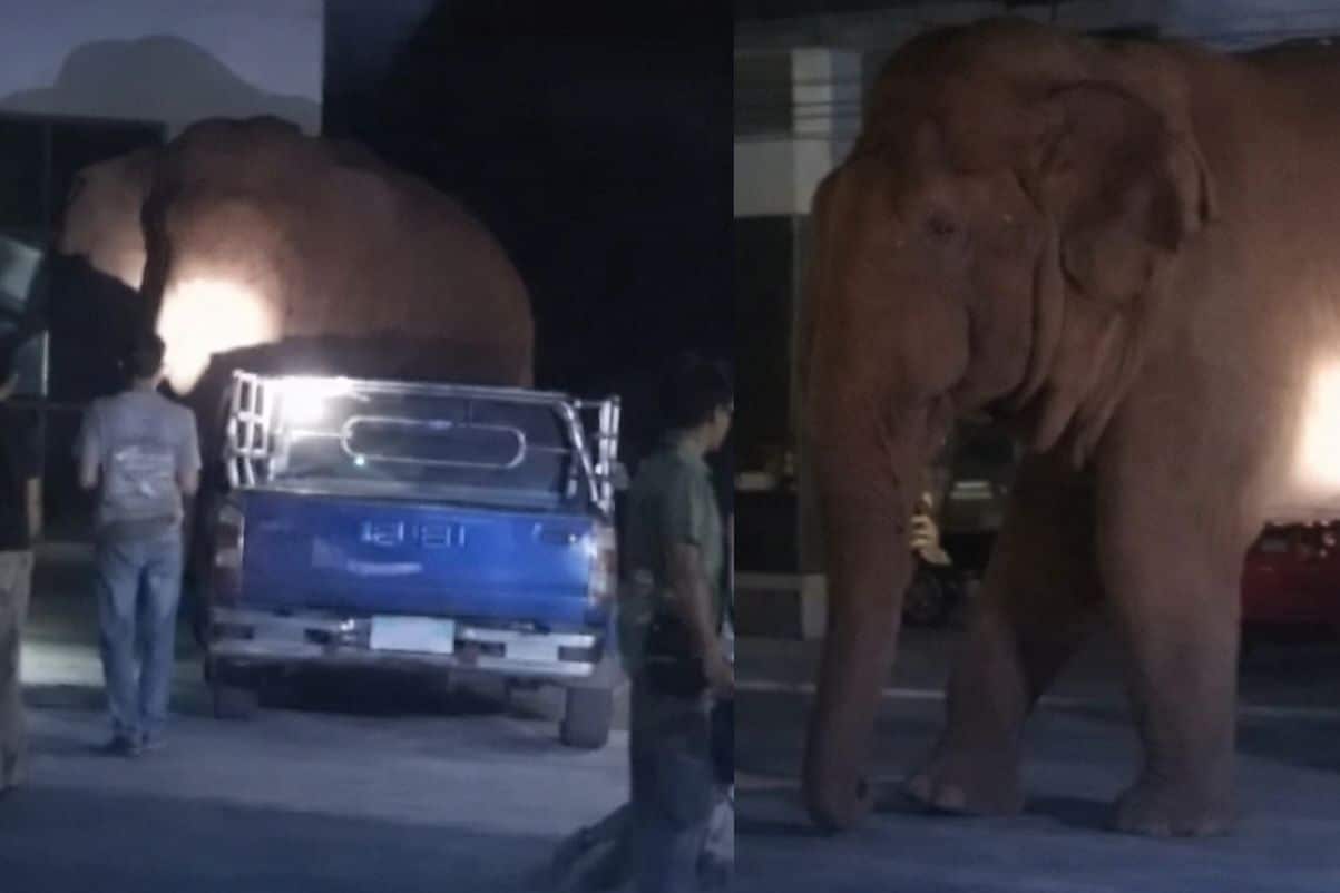 Wild elephant enters temple during funeral | Thaiger