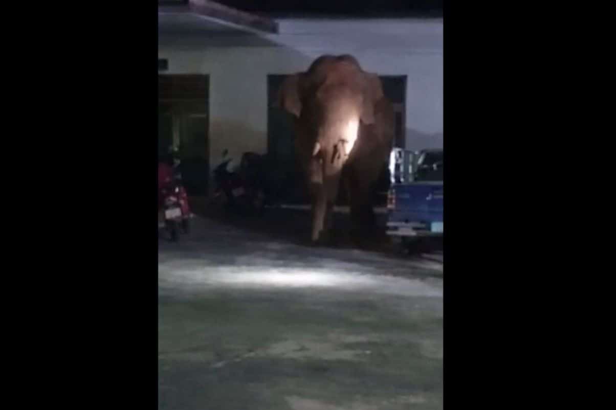 Wild elephant enters temple during funeral | News by Thaiger