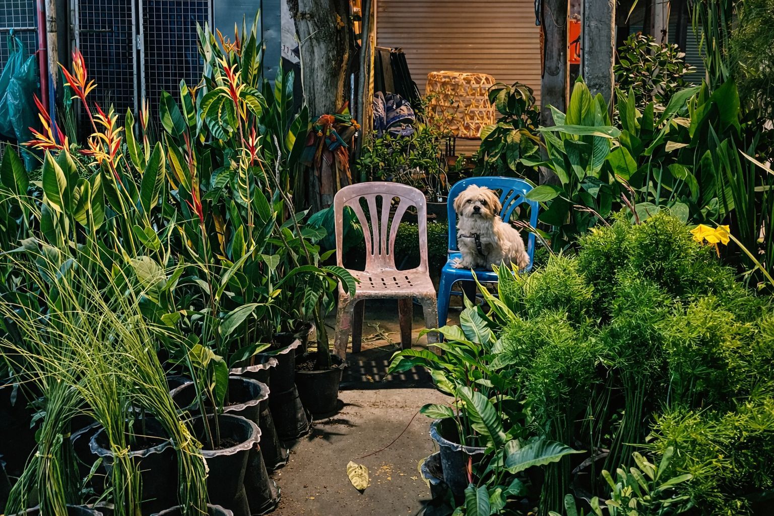 Thailand's love for urban gardening | News by Thaiger