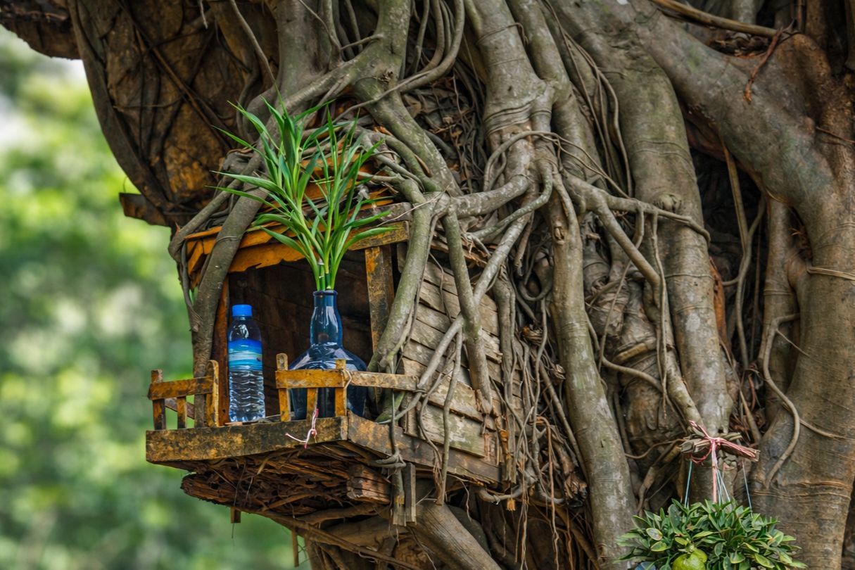 Thailand's love for urban gardening | News by Thaiger