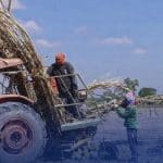 Border farmers rush sugarcane harvest amid renewed clash tensions | Thaiger