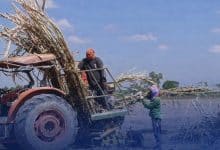 Border farmers rush sugarcane harvest amid renewed clash tensions | Thaiger