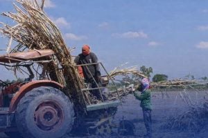 Border farmers rush sugarcane harvest amid renewed clash tensions | Thaiger