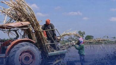 Border farmers rush sugarcane harvest amid renewed clash tensions | Thaiger