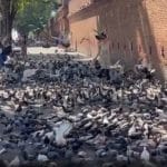 Chiang Mai pigeon feed sellers back at Tha Phae Gate after arrests | Thaiger