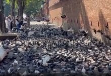 Chiang Mai pigeon feed sellers back at Tha Phae Gate after arrests | Thaiger