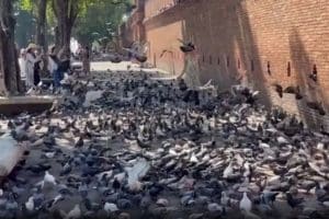 Chiang Mai pigeon feed sellers back at Tha Phae Gate after arrests | Thaiger