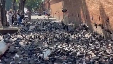 Chiang Mai pigeon feed sellers back at Tha Phae Gate after arrests | Thaiger