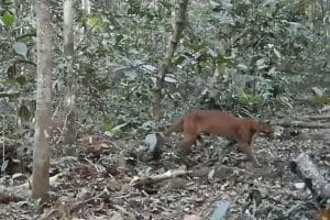 Rare Asiatic golden cat spotted in Khao Yai National Park | Thaiger