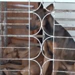 Four students injured in school dog attack in Nakhon Ratchasima | Thaiger