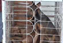 Four students injured in school dog attack in Nakhon Ratchasima | Thaiger