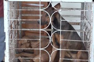 Four students injured in school dog attack in Nakhon Ratchasima | Thaiger