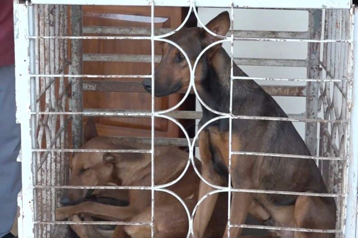 Four students injured in school dog attack in Nakhon Ratchasima | Thaiger