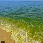 Plankton takeover gives Cha-am beach a green makeover | Thaiger
