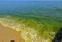 Plankton takeover gives Cha-am beach a green makeover | Thaiger