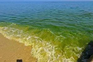 Plankton takeover gives Cha-am beach a green makeover | Thaiger