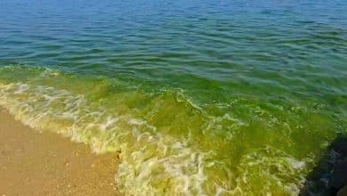 Plankton takeover gives Cha-am beach a green makeover | Thaiger