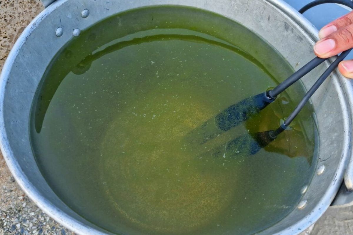 Green seawater caused by plankton bloom at Cha-am beach