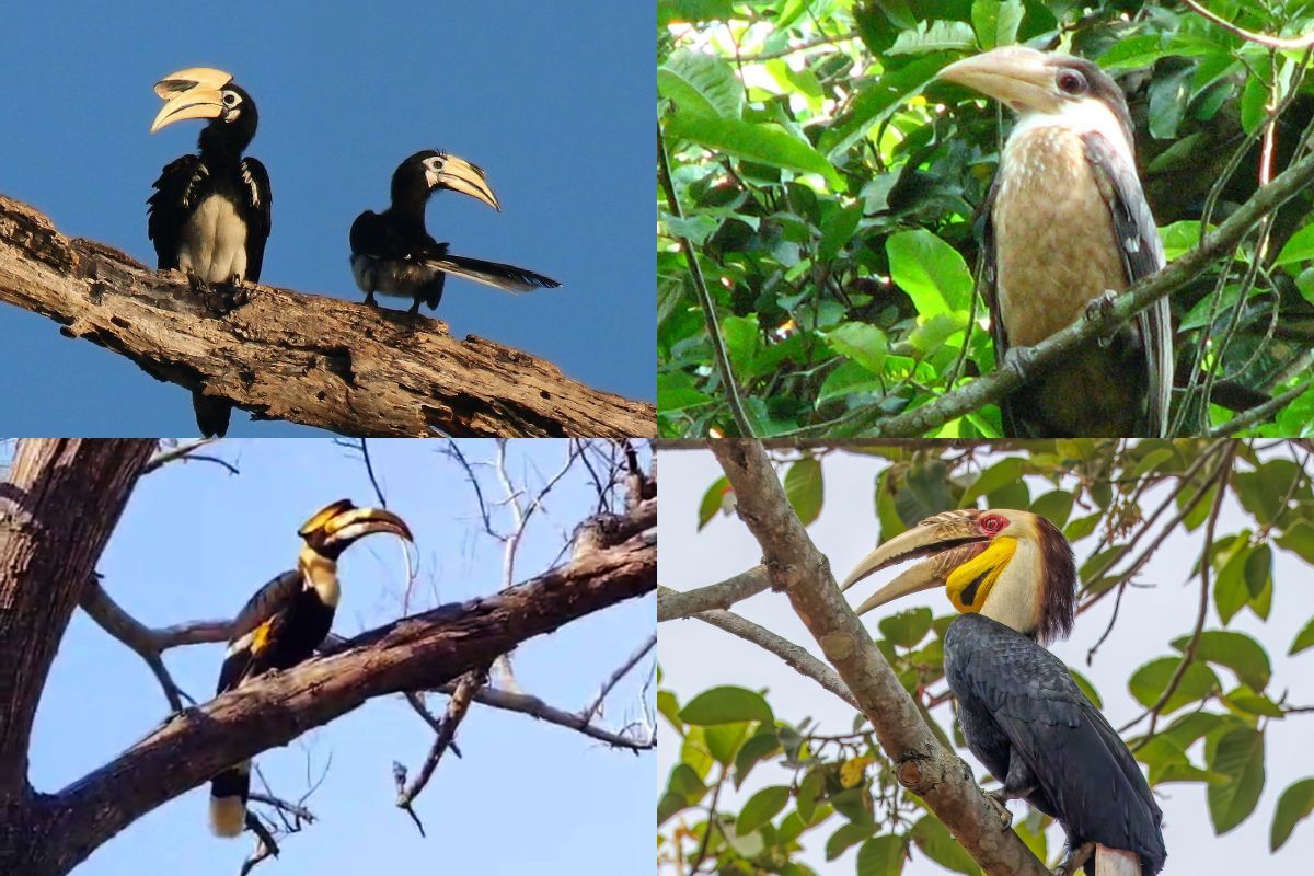 Four hornbill species found in Khao Yai: great hornbill, oriental pied hornbill, wreathed hornbill, and Austen’s brown hornbill