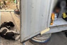 Loyal dog found guarding body of truck driver in Samut Prakan | Thaiger
