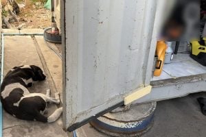 Loyal dog found guarding body of truck driver in Samut Prakan | Thaiger