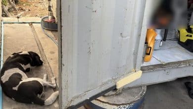 Loyal dog found guarding body of truck driver in Samut Prakan | Thaiger