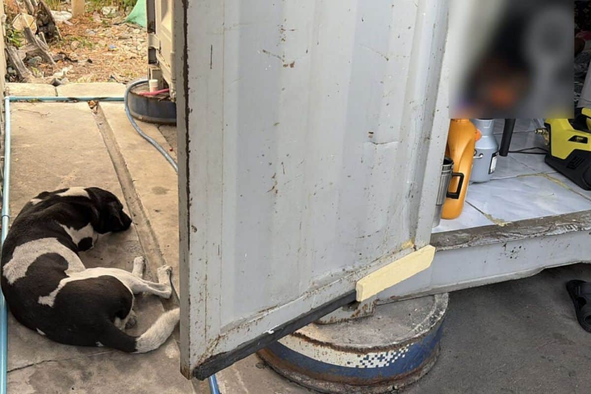 Loyal dog found guarding body of truck driver in Samut Prakan | Thaiger