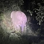 Wild elephant found safe after collision with box truck in Khao Yai | Thaiger