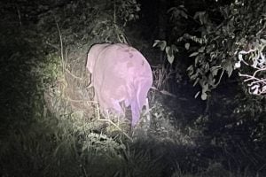 Wild elephant found safe after collision with box truck in Khao Yai | Thaiger