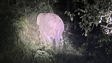 Wild elephant found safe after collision with box truck in Khao Yai | Thaiger