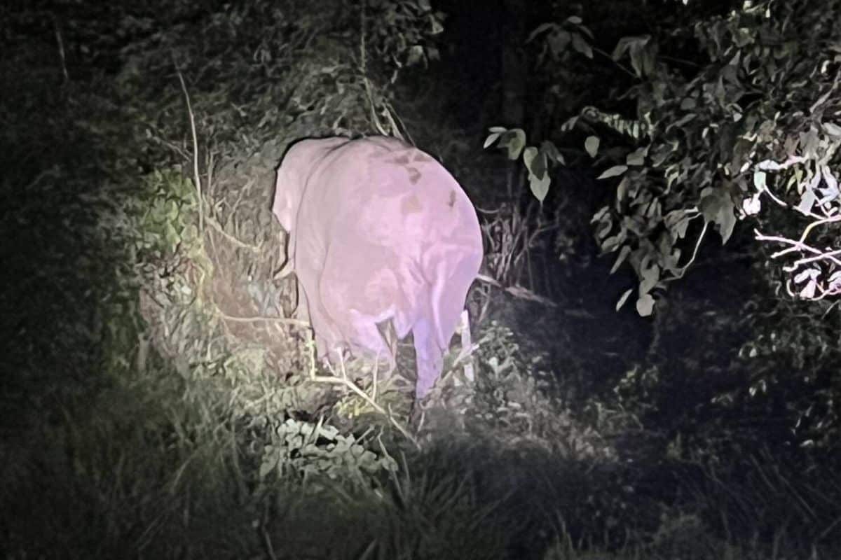 Wild elephant found safe after collision with box truck in Khao Yai | Thaiger