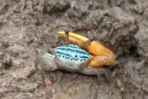 Colourful fiddler crabs amaze tourists at Trang mangrove site | Thaiger