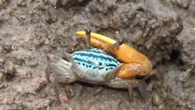 Colourful fiddler crabs amaze tourists at Trang mangrove site | Thaiger