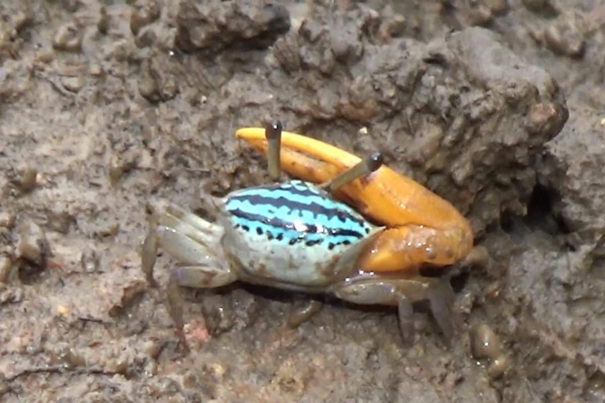 Colourful fiddler crabs amaze tourists at Trang mangrove site | Thaiger