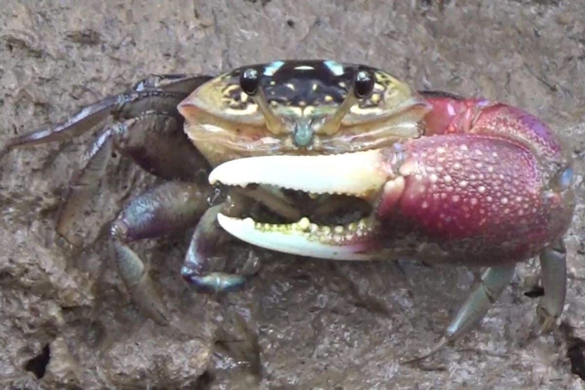 Close-up of a colourful fiddler crab with a large yellow claw on a mangrove mudflat in Trang, Thailand.