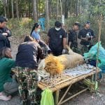 Lions rescued from Thai border undergo urgent medical treatment | Thaiger