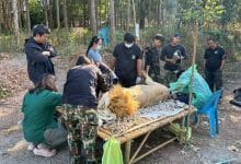 Lions rescued from Thai border undergo urgent medical treatment | Thaiger