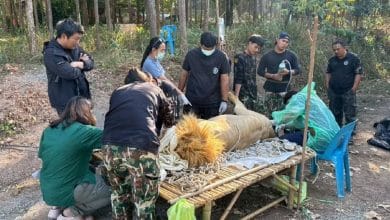 Lions rescued from Thai border undergo urgent medical treatment | Thaiger