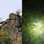 Wild serows sighted in Khao Sam Roi Yot national park | Thaiger