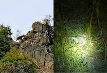 Wild serows sighted in Khao Sam Roi Yot national park | Thaiger