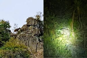 Wild serows sighted in Khao Sam Roi Yot national park | Thaiger