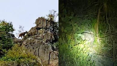 Wild serows sighted in Khao Sam Roi Yot national park | Thaiger