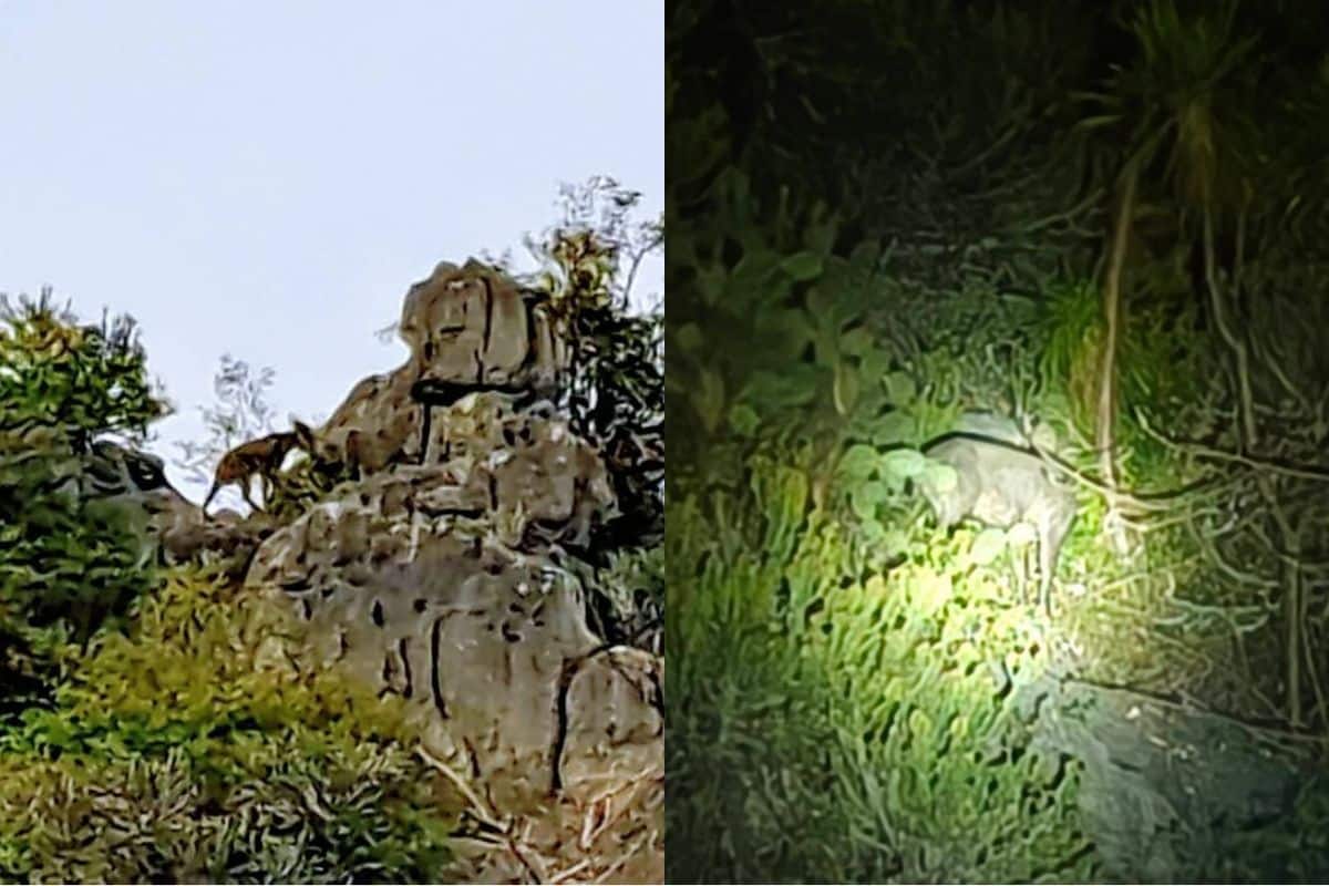 Wild serows sighted in Khao Sam Roi Yot national park | Thaiger