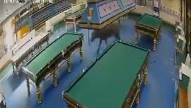 Buffalo bolts from slaughterhouse into Chiang Mai snooker shop | Thaiger