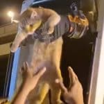 Orange cat’s meows lead to bridge pillar rescue in Samut Prakan | Thaiger