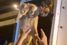 Orange cat’s meows lead to bridge pillar rescue in Samut Prakan | Thaiger