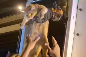 Orange cat’s meows lead to bridge pillar rescue in Samut Prakan | Thaiger